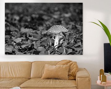 Fly agaric in black and white