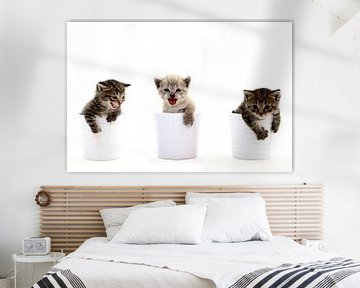 Chatons sur Tesstbeeld Fotografie