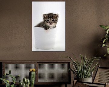 Kattenbak van Tesstbeeld Fotografie