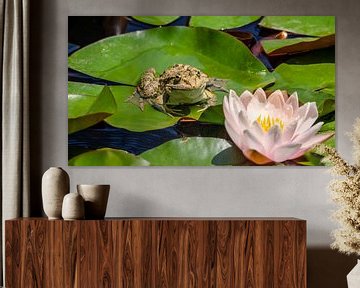 Kikker met lotus van Stijn Cleynhens