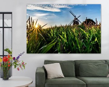 In the maize field by Jens Sessler