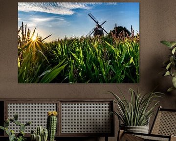 In de maïsvelden van Jens Sessler