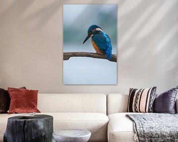 IJsvogel