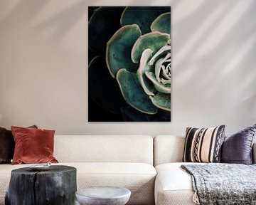 DARKSIDE OF SUCCULENTS IV-E by Pia Schneider