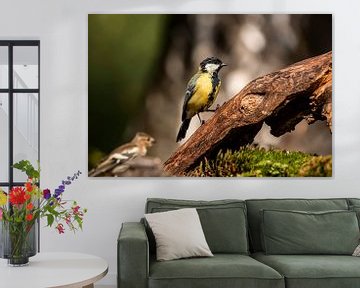 Great Tit