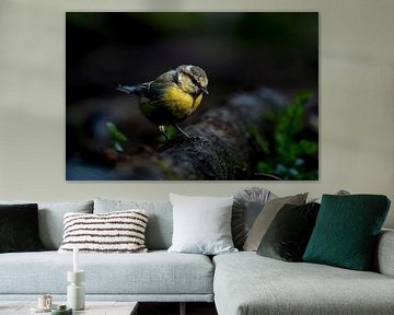Blue Tit