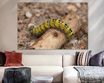 Macro photo caterpillar by pien slooter