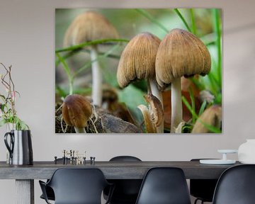 Paddenstoelen van Martijn Wit