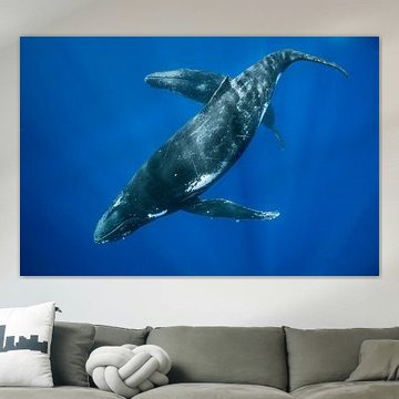 Two humpbacks dancing in the Pacific Ocean by Koen Hoekemeijer