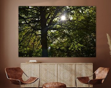 Sun through the trees by Chaira Kuhlman