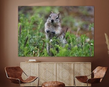 Curious squirrel by Leon Brouwer