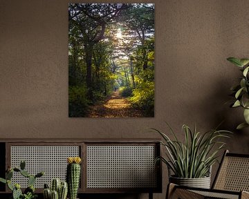 a person on a forest path