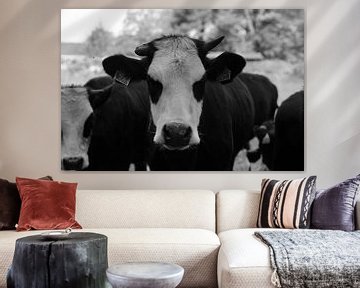 Koeien van CKtopfotografie