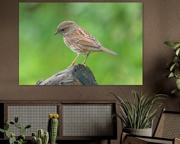 Portrait of a dunnock by Sven Scraeyen