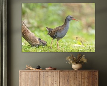 Portrait of a water rail by Sven Scraeyen