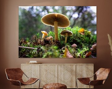 Pilze, Herbst von Sebastiaan Duijff