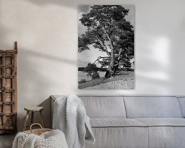 Un pin sylvestre en noir et blanc