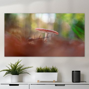 Mouche agarique entre les feuilles d'automne