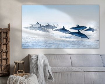 Groupe des grands dauphins de l'Atlantique sur Raynaud Ritsma