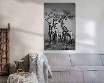 Groepje giraffen eten van acacia boom