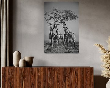 Group of giraffes eating acacia tree