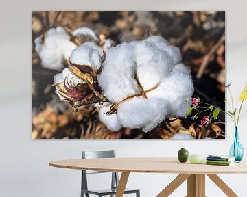 Cotton plant in final phase by Hans Verhulst
