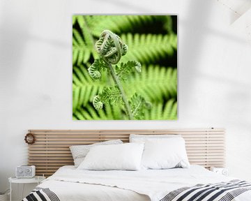 Ferns (plant) by Koos Mast