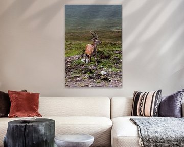 Rotwild in den schottischen Highlands von Ken Costers