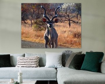 Kudu by Marleen Berendse