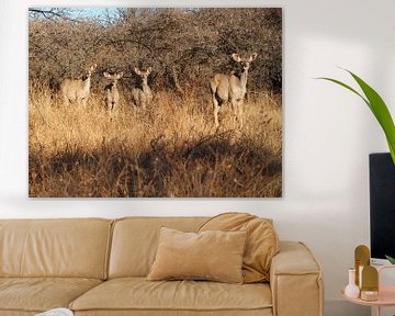Kudu group by Marleen Berendse