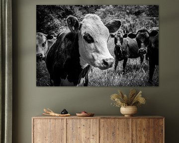 Curious cows by Rick Willeme