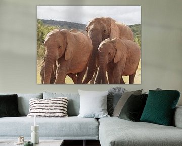 Famille des éléphants sur Marleen Berendse