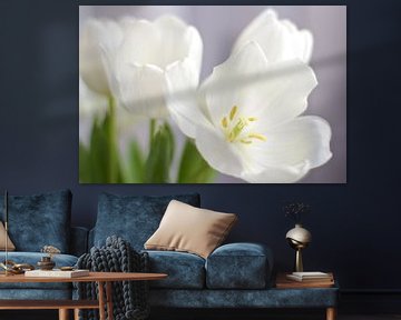 Witte tulpen van Marianna Pobedimova