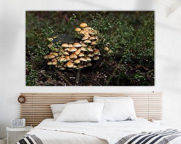 groep paddenstoelen in het bos tijdens de herfst op de veluwe