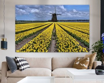 nederlands tulpenveld met gele tulpen en windmolen