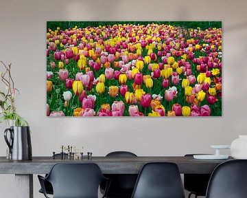 gekleurde tulpen op floriade