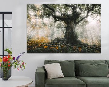 L'arbre sorcier de Bladel sur Loris Photography