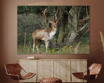 Red deer in the forest by WeVaFotografie