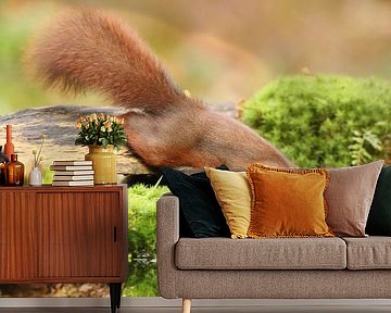 Squirrel by Erik Veltink fotografie