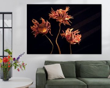 Dried Gerberas in warm autumn light by Karel Ham