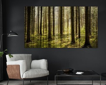 La forêt d'aiguilles un peu différente sur PvdH Fotografie