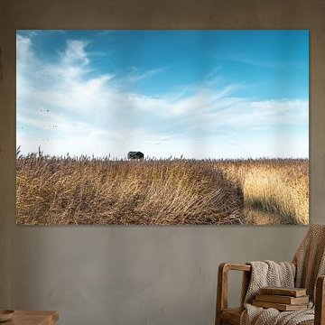 Paysage typique de Groninger