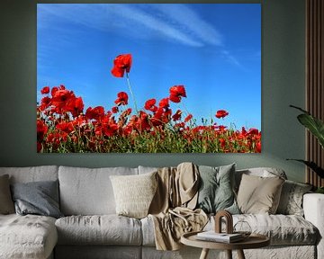 coquelicots sur Ostsee Bilder