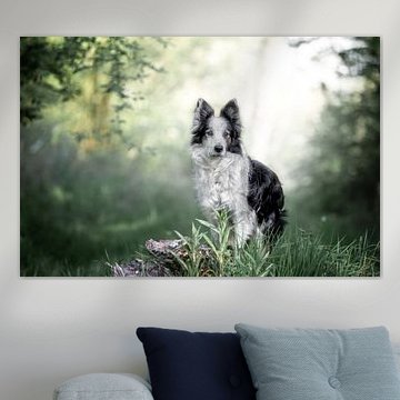 border collie dans les bois