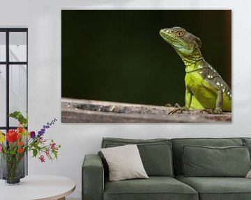 A lizard is watching you by Vincent Keizer