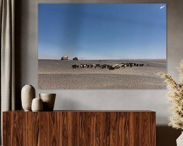 Herd of goats of Bedouin people in the Moroccan desert, the Sahara