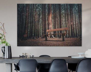 Banc vide dans une forêt sombre sur rosstek ®