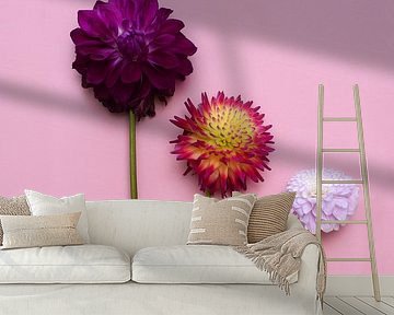 3 dahlia flowers Dahlias on a beautiful pink background by Nfocus Holland