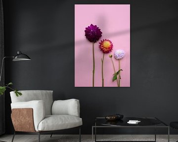 3 Dahlia bloemen op een roze achtergrond van Nfocus Holland