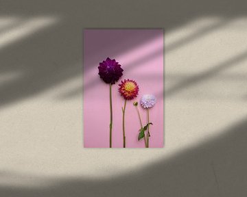 3 Dahlienblüten Dahlien auf einem schönen rosa Hintergrund von Nfocus Holland